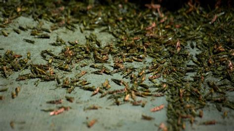 las vegas grasshoppers measuring thickness|Radar captured 30 metric tons of grasshoppers .